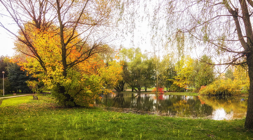 Serene Autumn Park Pond with Golden Trees and Reflections