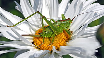 Green Katydid Insect on White Daisy Flower Close Up
