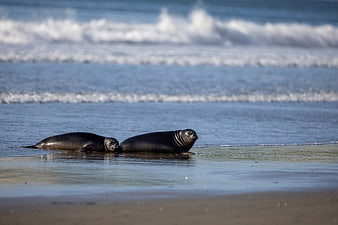 Two elephant seals resting on a sandy beach with ocean waves