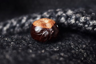 Close-up of a shiny chestnut on dark textured fabric