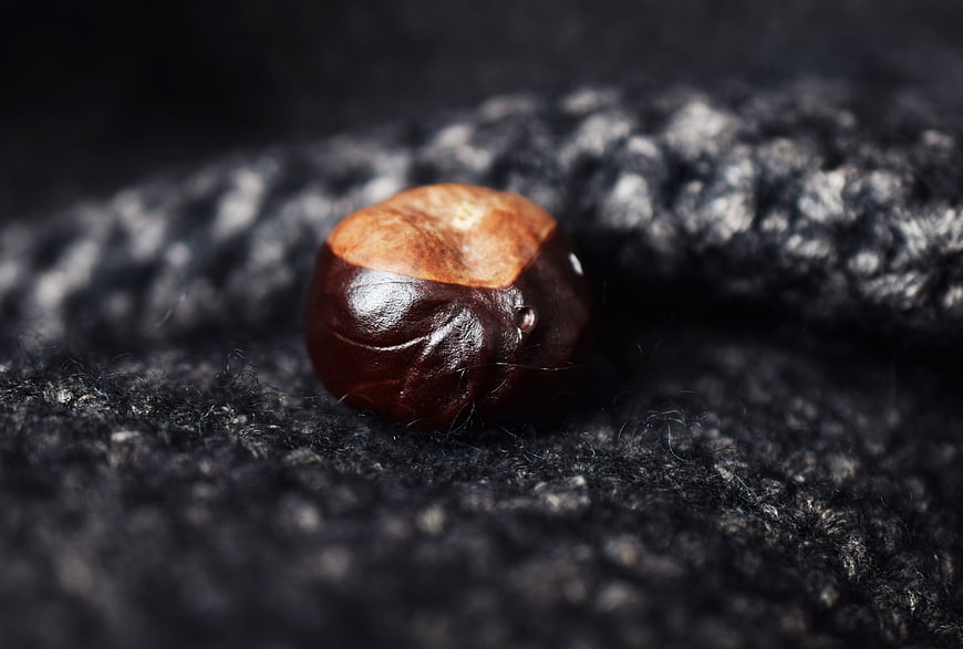 Close-up of a shiny chestnut on dark textured fabric