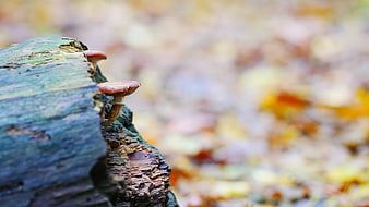 Small brown mushrooms growing on a mossy log in autumn forest