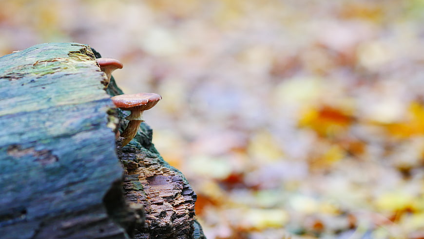 Small brown mushrooms growing on a mossy log in autumn forest