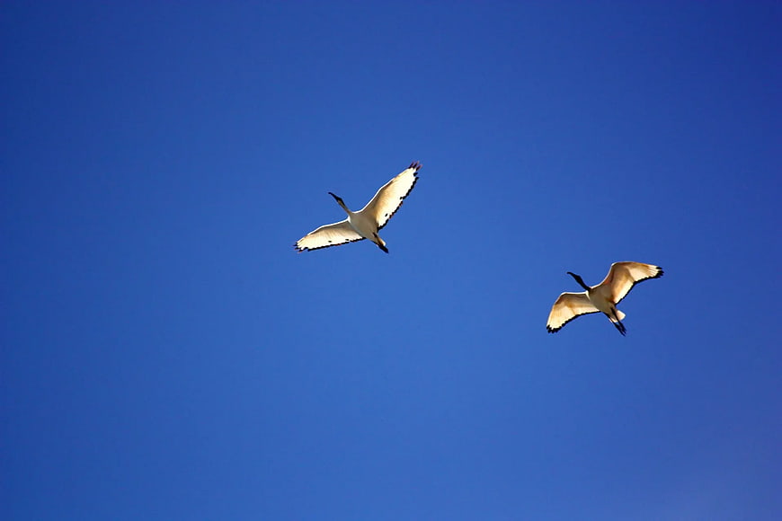 Two White Ibis Birds Flying Against Clear Blue Sky