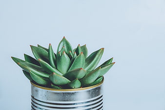 Green Succulent in Tin Can on Blue Background