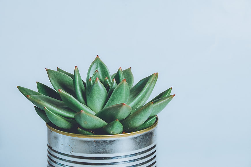 Green Succulent in Tin Can on Blue Background