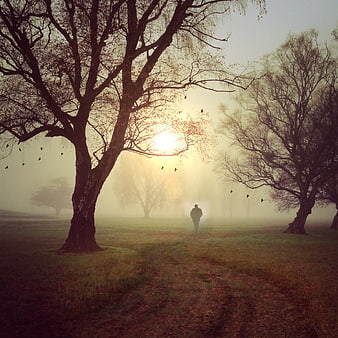 Man Walking Through Misty Autumn Meadow With Bare Trees