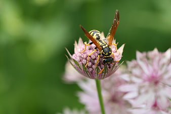 Close-up of a wasp on a pink chive flower
