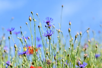 Purple Cornflowers in Meadow Against Blue Sky