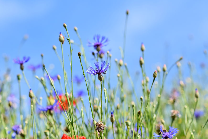 Purple Cornflowers in Meadow Against Blue Sky
