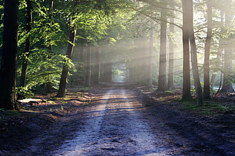 Sunbeams streaming through misty forest path