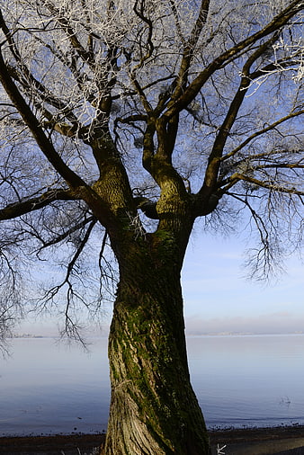 Frosted Tree by Lake in Winter Morning Light