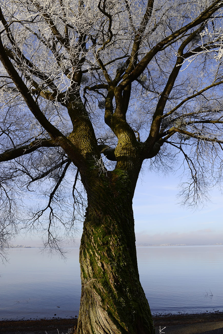 Frosted Tree by Lake in Winter Morning Light