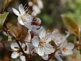 Close-up of white cherry blossoms on a branch in spring