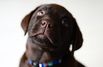 Close-up of a chocolate labrador puppy looking up