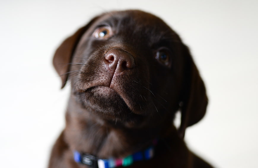 Close-up of a chocolate labrador puppy looking up