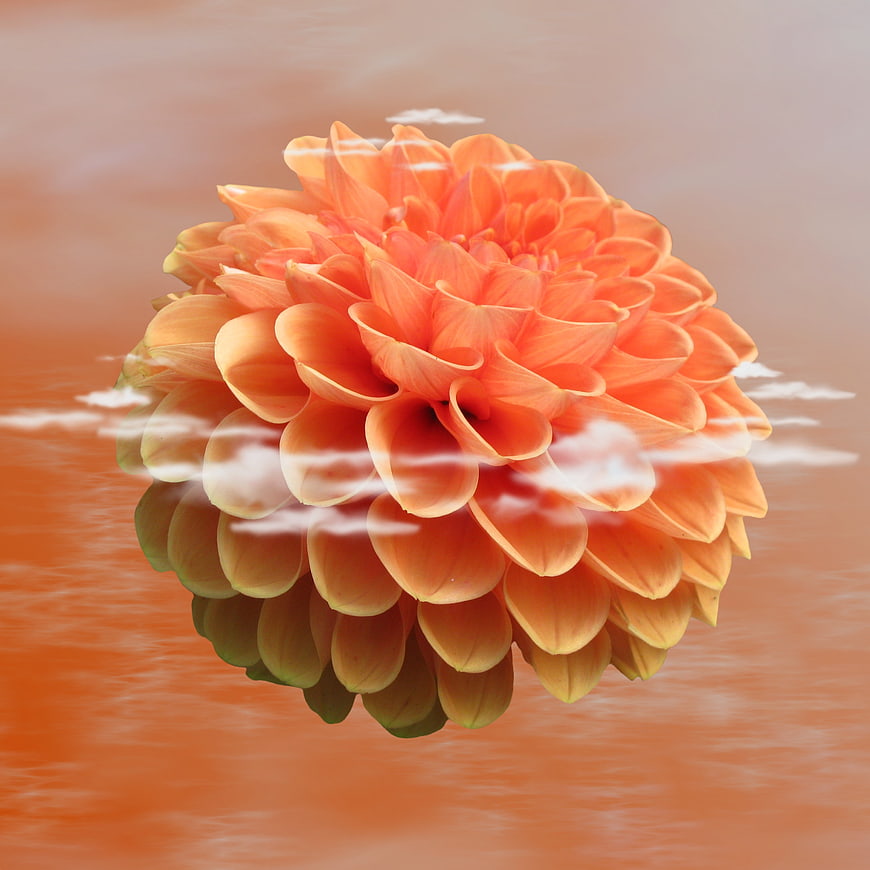 Orange Dahlia Flower with Cloud Overlay on Sunset Background