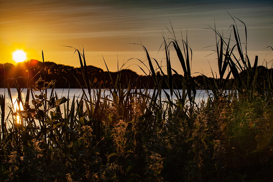 Golden sunrise over river with silhouetted reeds