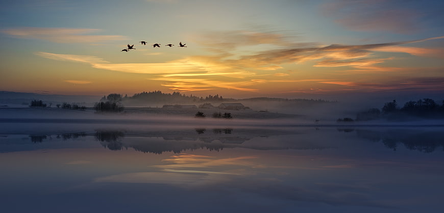 Silhouetted birds flying over misty lake at sunrise