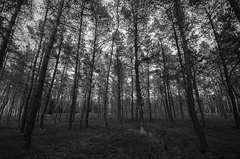 Black and White Tall Pine Forest with Dark Moody Atmosphere