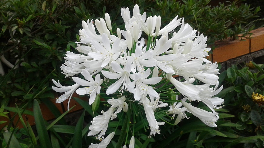 Close-up of white agapanthus flower in garden