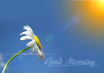 White Daisy Flower Against Blue Sky with Good Morning Text