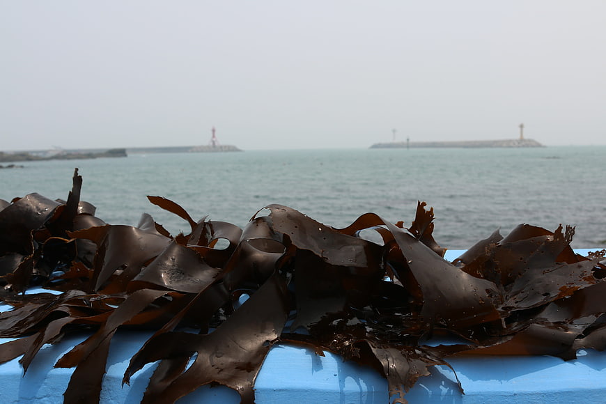 Fresh brown kelp seaweed on blue surface with harbor background