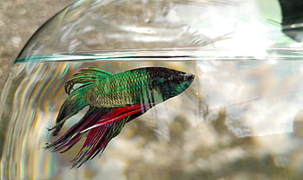 Colorful Betta Fish in Glass Bowl with Rainbow Refraction