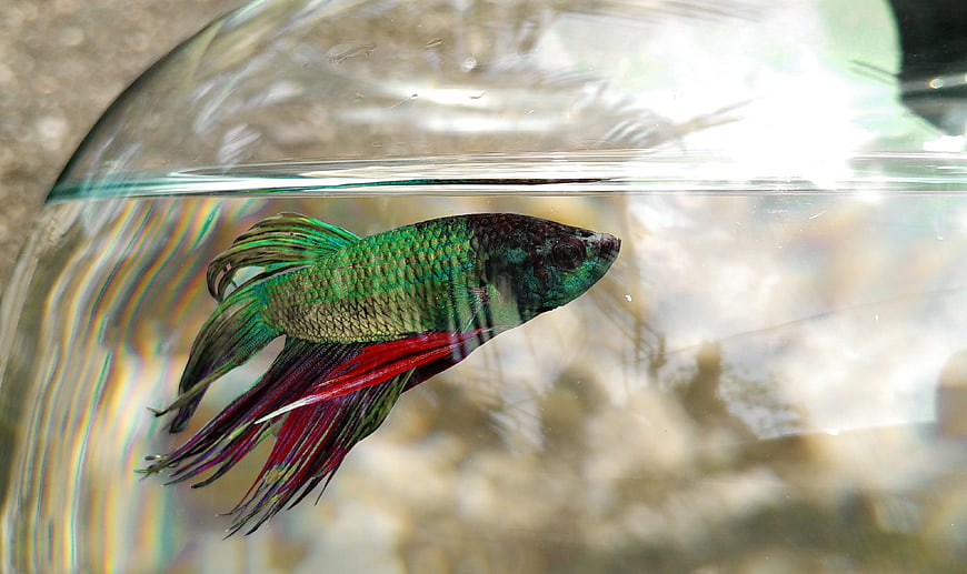 Colorful Betta Fish in Glass Bowl with Rainbow Refraction