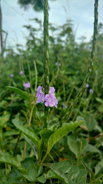 Close-up of purple Mexican petunia flower on green stem