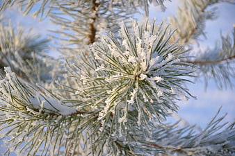 Close-up of frost-covered pine needles against a blue sky
