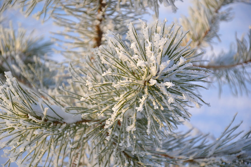 Close-up of frost-covered pine needles against a blue sky