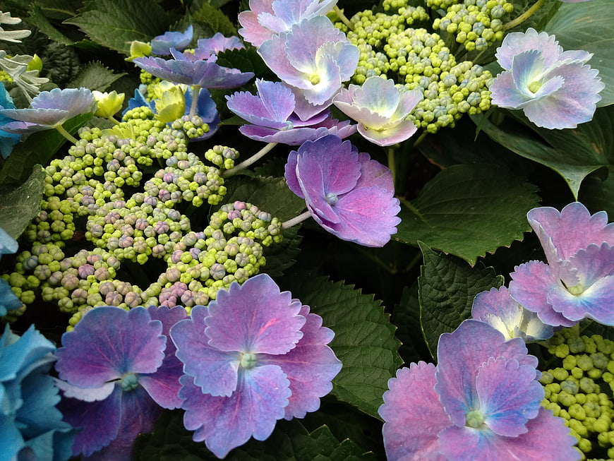 Close-up of vibrant purple and blue hydrangea flowers with green buds
