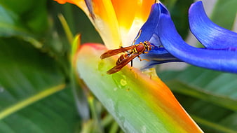 Close-up of a wasp on a vibrant blue and yellow bird of paradise flower