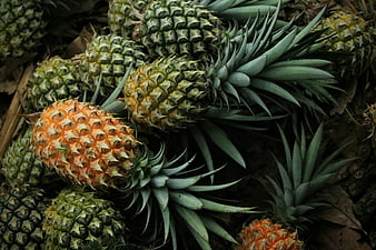 Fresh Pineapples Growing In Tropical Field