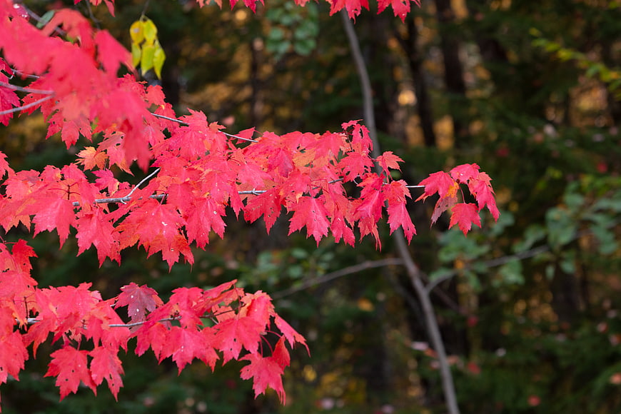 Vibrant Red Maple Leaves on Branch in Autumn Forest