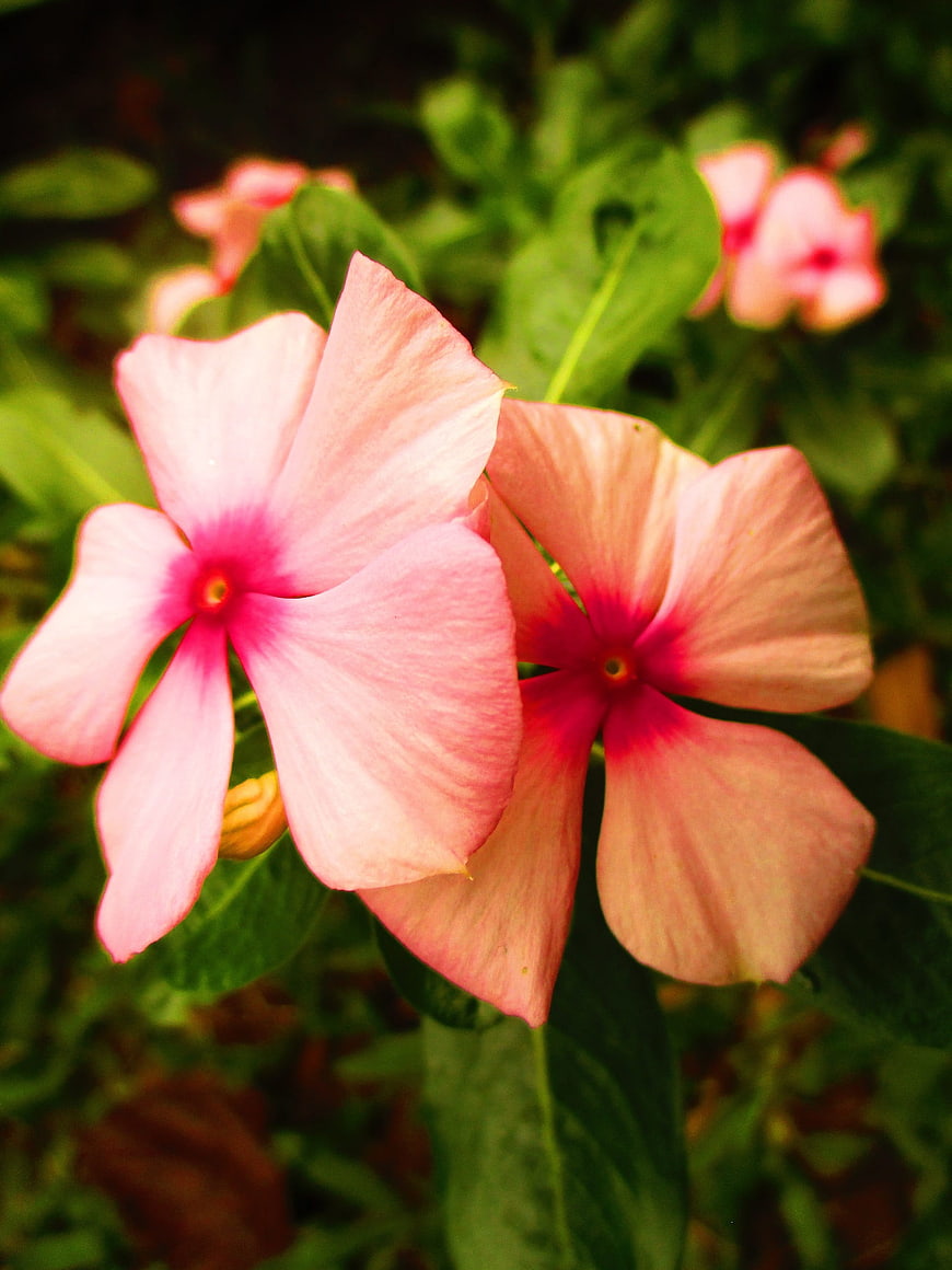 Close-up of Pink Periwinkle Flowers in Garden