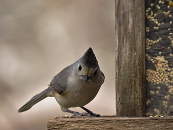 Tufted Titmouse perched on wooden bird feeder