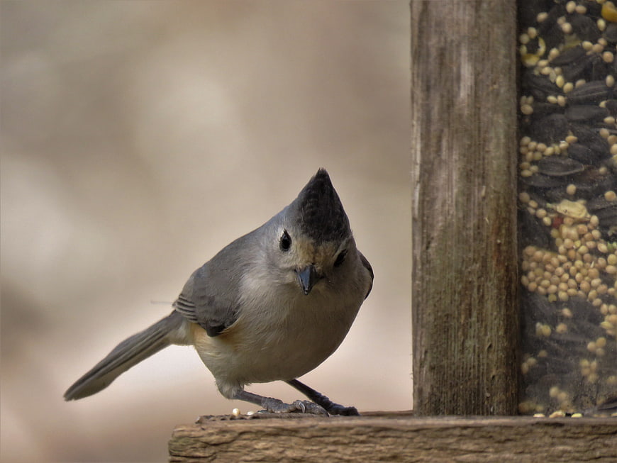 Tufted Titmouse perched on wooden bird feeder
