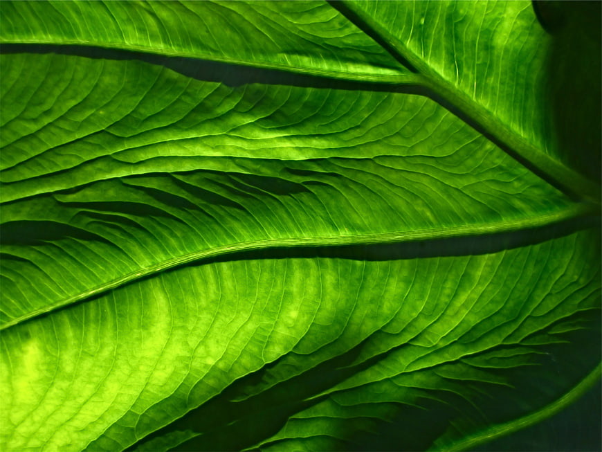 Close-up of vibrant green leaf with intricate vein texture