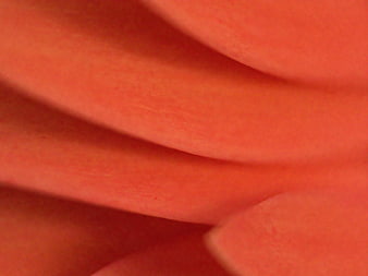 Abstract Macro Texture of Soft Red Petals