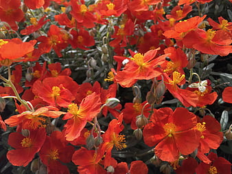 Vibrant Red and Orange Poppies in Full Bloom