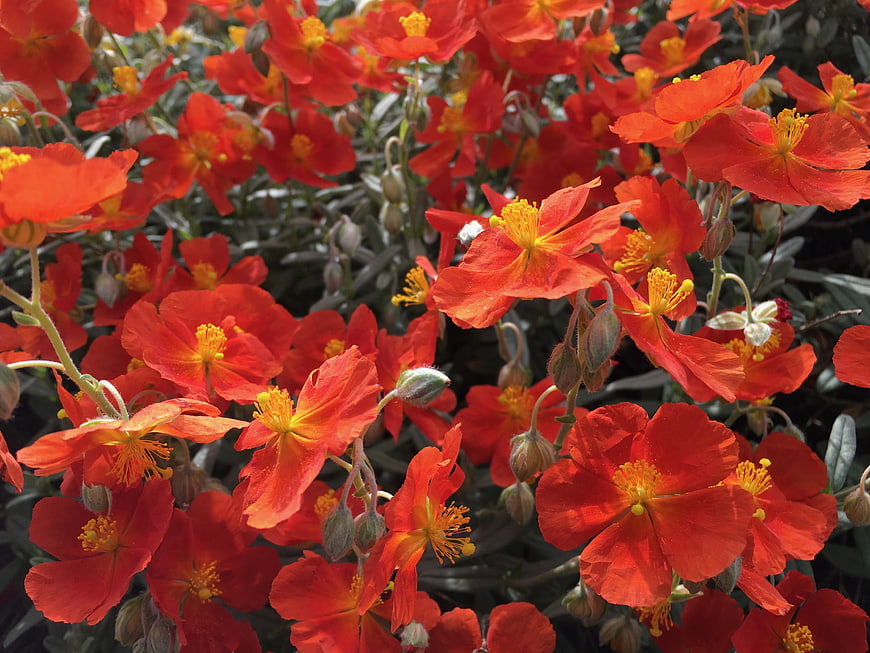 Vibrant Red and Orange Poppies in Full Bloom