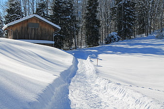 Snowy Path Leading to Wooden Cabin in Winter Forest