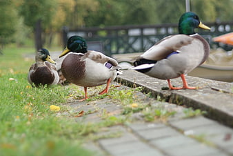 Mallard ducks standing on grass and stone path in park