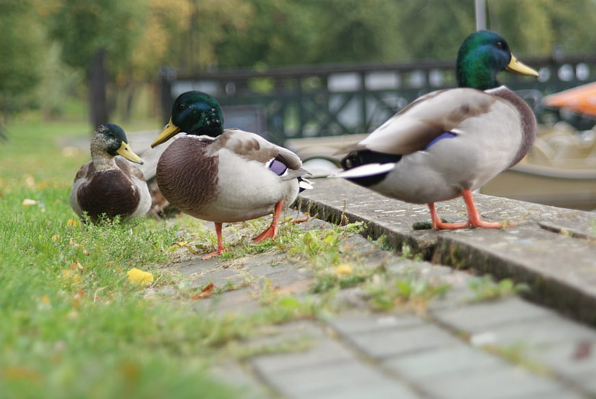 Mallard ducks standing on grass and stone path in park