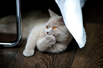 Gray Cat Grooming Paw Under White Cloth
