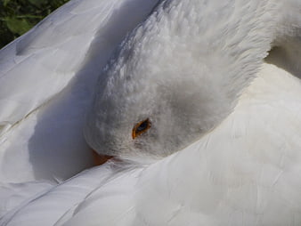Close-up of a sleeping white goose with head tucked in feathers