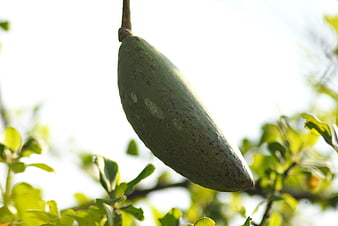 Green Borrego Fruit Hanging on Tree Branch