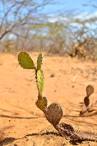 Small Prickly Pear Cactus Growing in Red Desert Sand